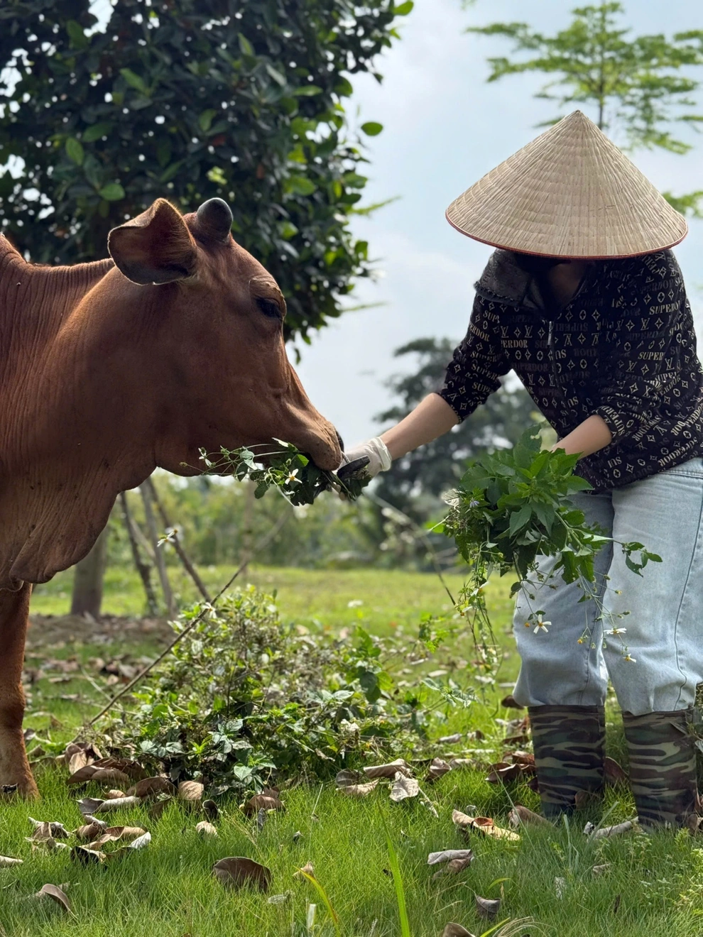 Tuyên Quang: Bò mẹ quỳ xuống khi bị người mua dắt đi và cái kết gây bất ngờ - 3