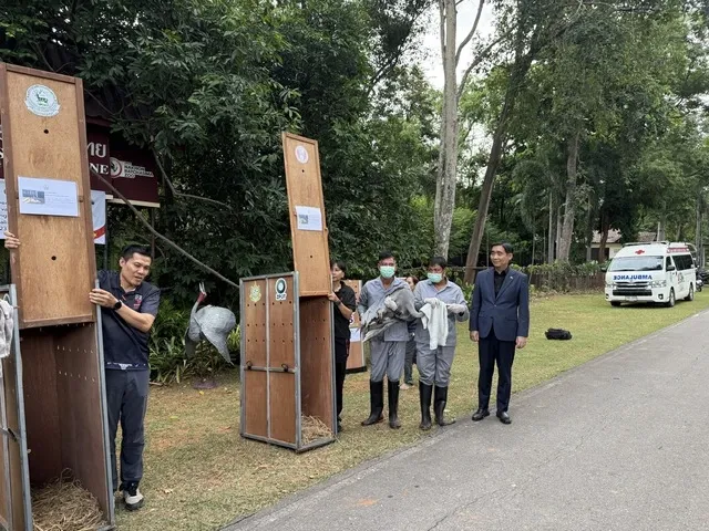 Việt Nam tiếp nhận thêm 6 cá thể sếu đầu đỏ từ Thái Lan - Ảnh 2.