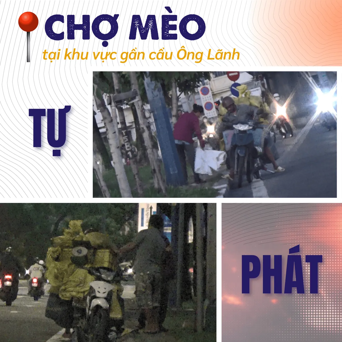 mèo tặc (2).png