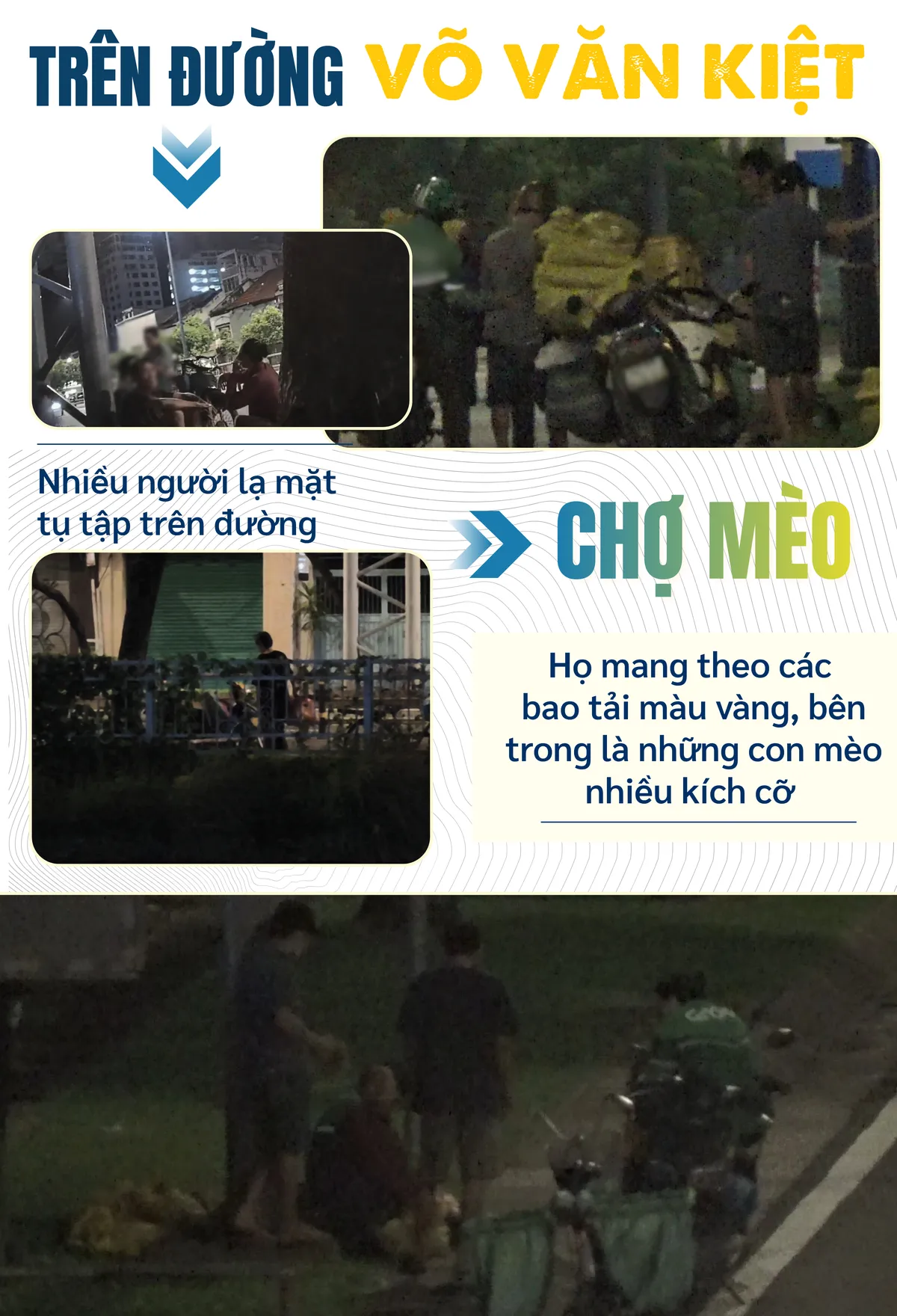 mèo tặc (2).png