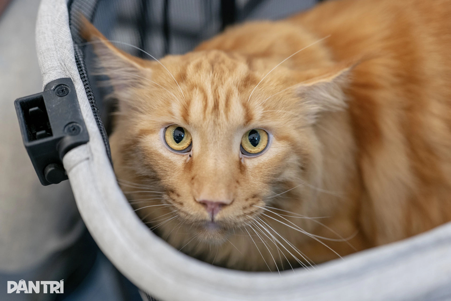 Chú mèo Philippines vượt 120 đối thủ, giành ngôi Hoa hậu mèo quốc tế 2025 - 2