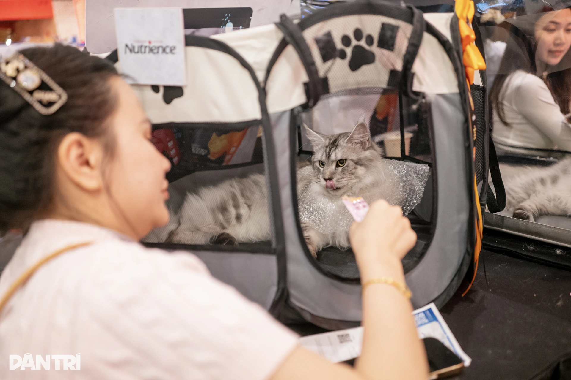 Chú mèo Philippines vượt 120 đối thủ, giành ngôi Hoa hậu mèo quốc tế 2025 - 2