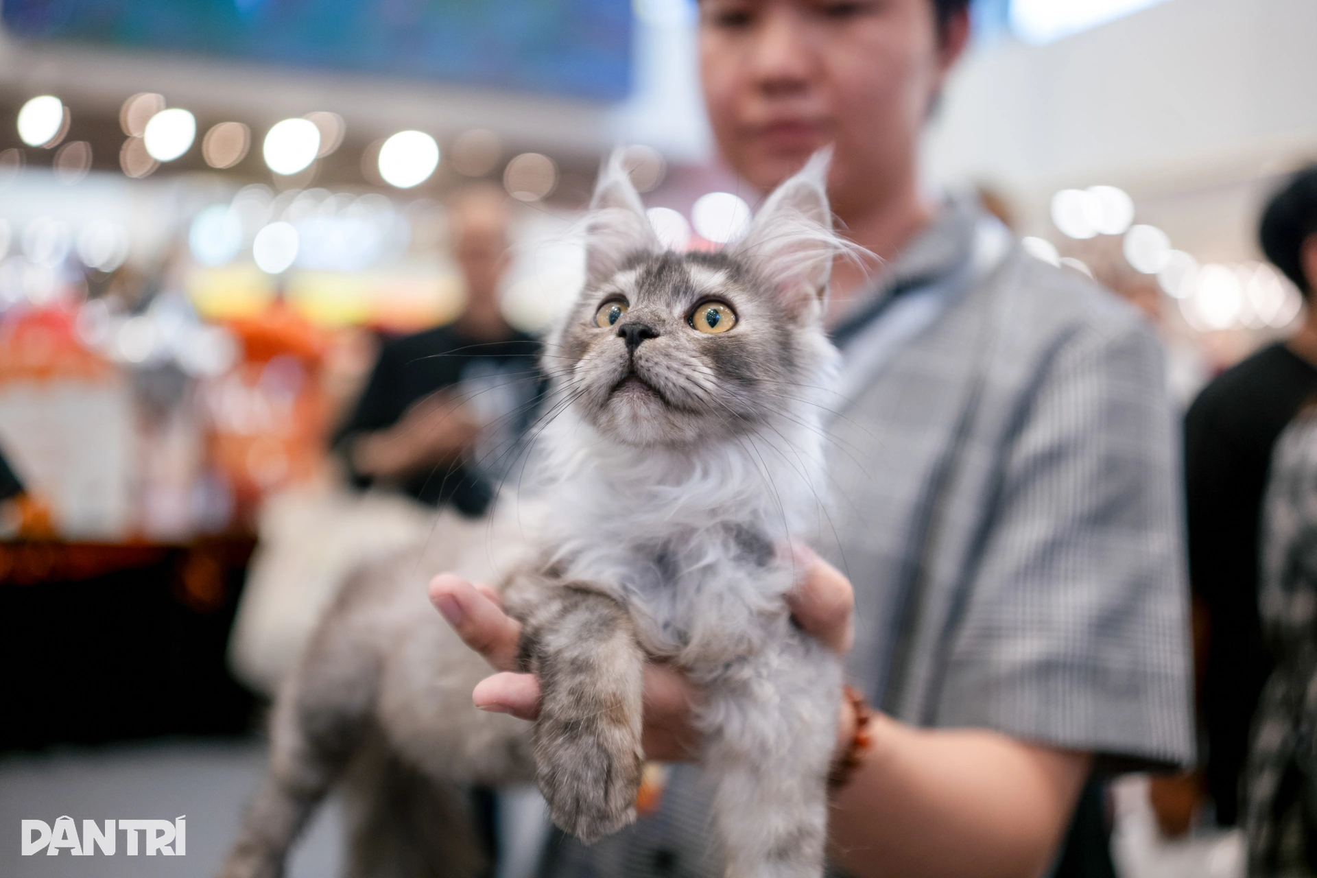 Chú mèo Philippines vượt 120 đối thủ, giành ngôi Hoa hậu mèo quốc tế 2025 - 2