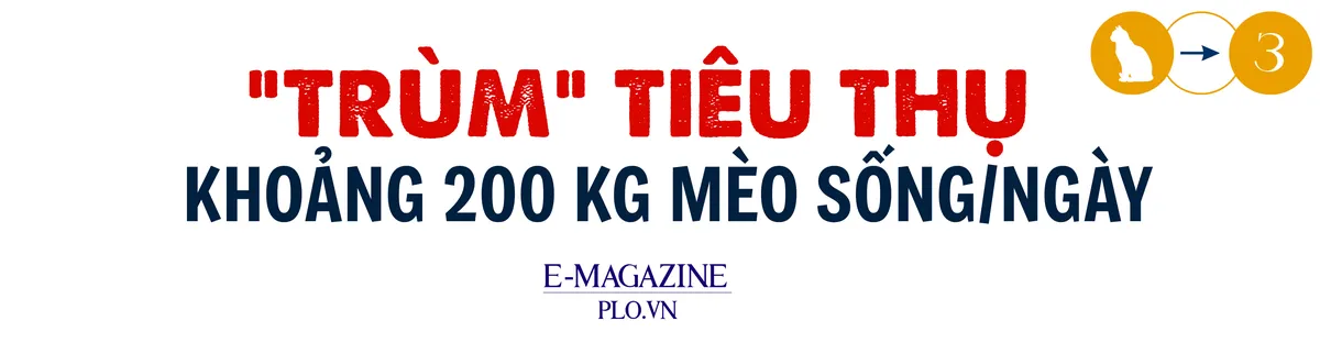 mèo tặc (2).png