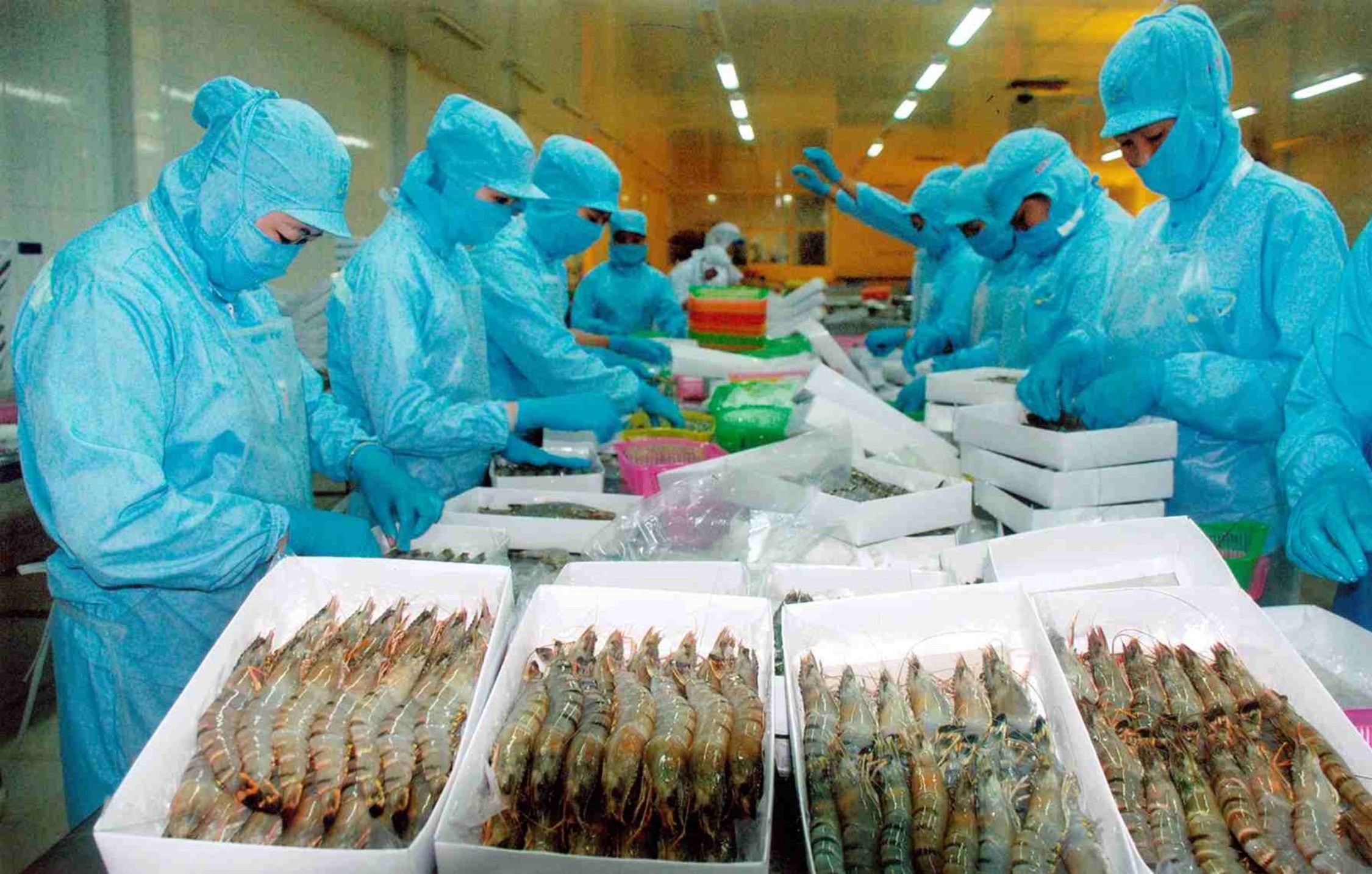 Read more about the article Tôm Việt và rào cản phúc lợi động vật từ EU